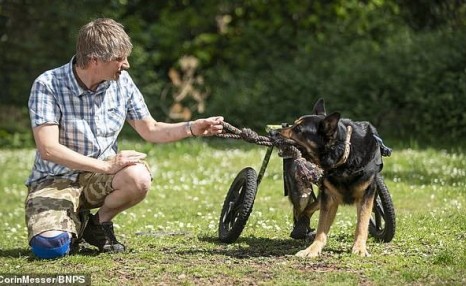 如何领养和淘汰幼警犬：被淘汰的警犬可以领养吗？ 