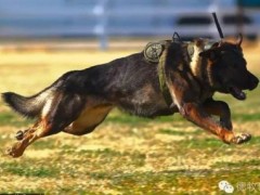 淘汰的警犬军犬怎么领养 哪里可以买到退役军犬？