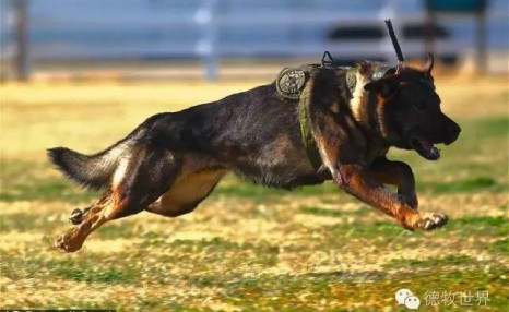 如何领养被淘汰的警犬和军犬：退役后如何处理军犬和警犬，私人如何领养军犬