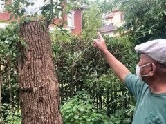 男子修剪自己种的树被城管罚14万！为什么罚这么多？附详情
