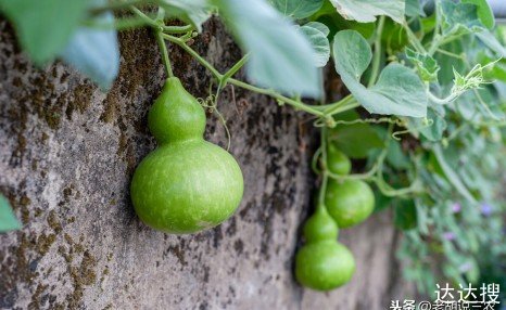 家里挂葫芦能辟邪消灾？但老农却说：“家里挂葫芦，越挂越糊涂”